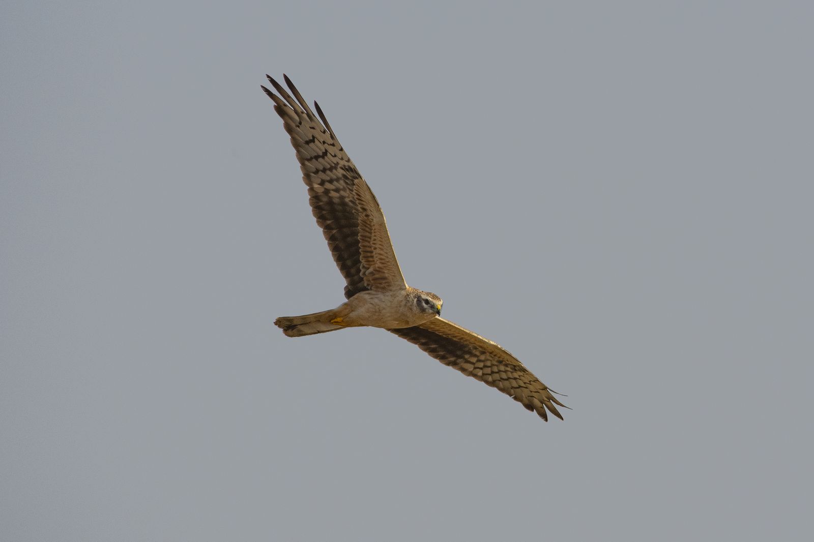 harrier (7)
